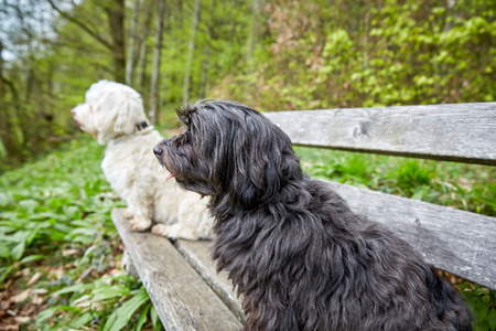 Black and white havenese dogs sitting on a bench looking far