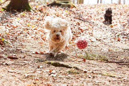White havanese dog running and jumping in the forest in spring