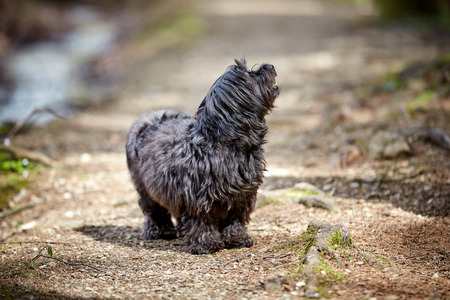 Havanese dog taking a walk on a way in the forestの写真素材