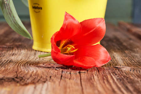 Red tulip blossom on a brown wooden table above viewの写真素材