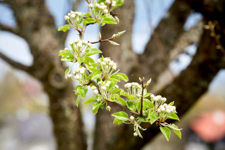 Apple blossom in front of an apple tree in springtimeの写真素材