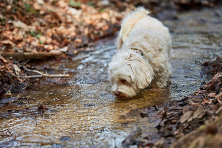 White havanese dog drinking water from a stream in a forestの写真素材