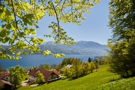 Leaves of a tree at lake Attersee in front of mountains in springの写真素材