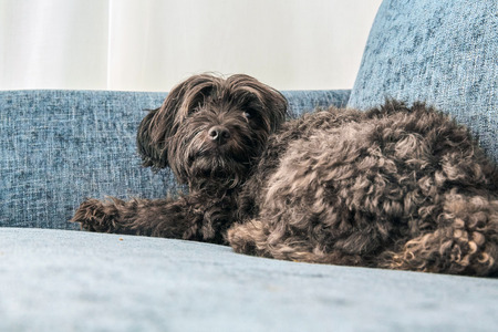 Havanese dog lying on a blue couchの写真素材