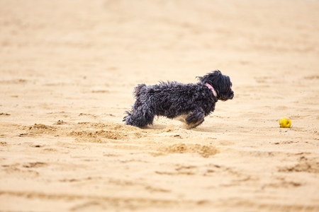 Black havanese dog playing on the sand of a beach with a yellow ballの写真素材
