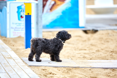 Black havanese dog standing on a way at the beachの写真素材