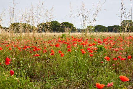 Field with red poppies in italyの写真素材