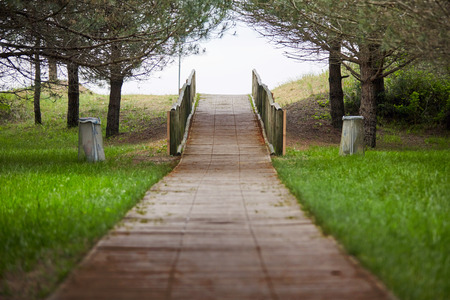 Wooden way to the beach under pines with a banisterの写真素材