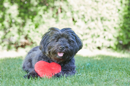 Black havanese dog with red heart for Valentines day in the green grassの写真素材