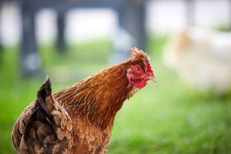 Brown hen on the green grass of the farmの写真素材
