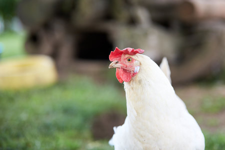 White chicken with red comb on the green grass of the yardの写真素材