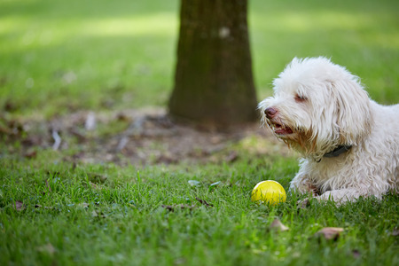 White havanese dog lying in the green grass of the park