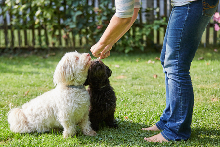 Woman training a white and black havanese dog in the gardenの写真素材