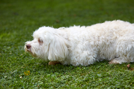 White havanese dog sitting in the green grass in the garden or park in summertimeの写真素材