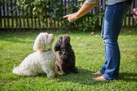 Woman training a white and black havanese dog in the gardenの写真素材