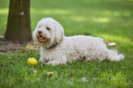 White havanese dog lying in the green grass of the parkの写真素材