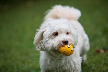 Havanese dog playing with a ball on the grass in the gardenの写真素材
