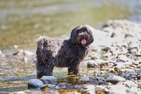 Black havanese dog standing and waiting in a riverの写真素材