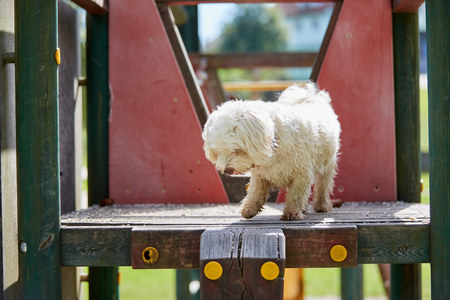 Havanese dog standing on a playground towerの写真素材