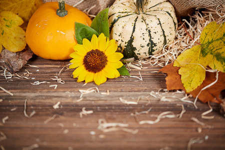 Thanksgiving background with pumpkins, leaves and sunflower on a brown wooden tableの写真素材