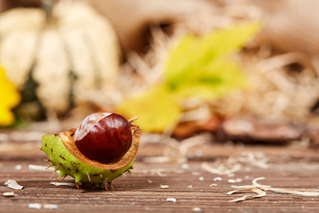 Chestnut on a wooden table with pumpkins and sunflowerの写真素材