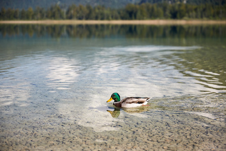 Duck swimming in lake Offensee in Salzkammergut Austriaの写真素材