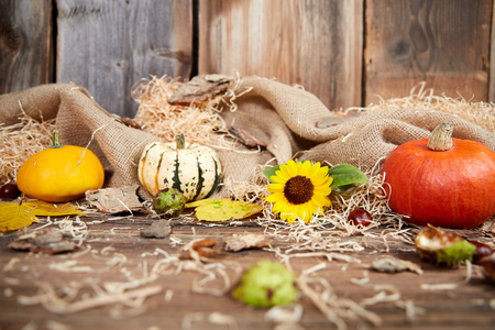 Autumn still life with pumpkin, sunflower, chestnut and wood blanketsの写真素材
