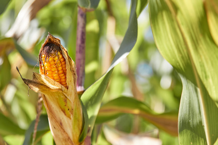 Yellow golden corn cob on the green plant in the field