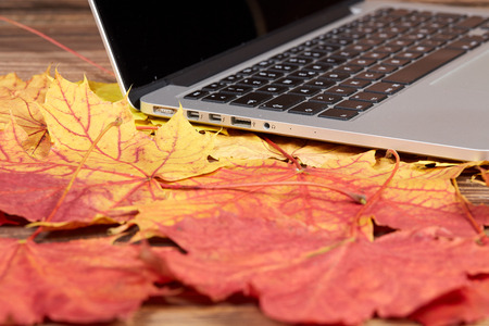 Laptop on colorful autumn acer maple leaves on a wooden tableの写真素材