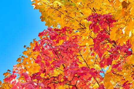 Golden, red, yellow and green maple leaves on a tree in front of the blue sky in autumnの写真素材