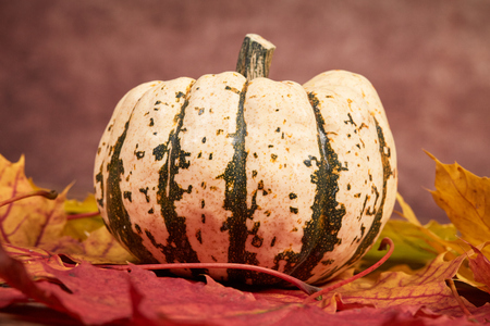 Pumpkin on colorful autumn acer maple leaves on wooden table as autumn backgroundの写真素材