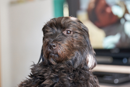 Portrait of a black havanese dog in fornt of tv setの写真素材