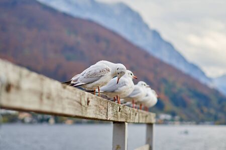 Sea gulls at lake Traunsee in Gmunden, Salzkammergut