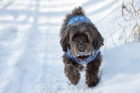 Black havanese dog in the snow running in winterの写真素材