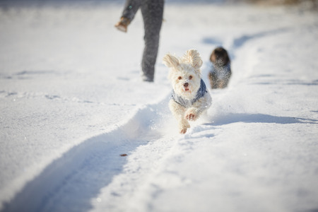 White havanese dog running in snow in winter in the parkの写真素材