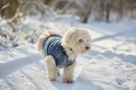 White havanese dog in the snow watching in winter timeの写真素材