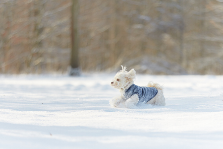 White havanese dog running in the snow and playing in winterの写真素材