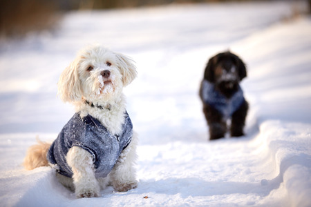 Havanese dog waiting and watching in snow in wintertime in the park outsideの写真素材