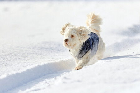 White havanese dog running in snow in winter in the parkの写真素材