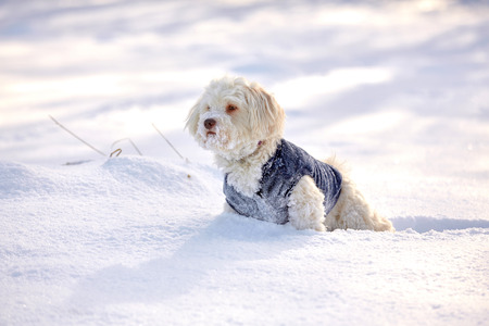 Havanese dog waiting and watching in snow in wintertime in the park outsideの写真素材