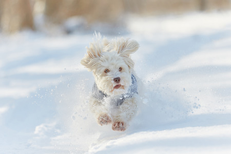 White havanese dog running in the snow and playing in winterの写真素材