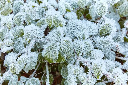 Frost and ice on plants in winter covered in iceの写真素材