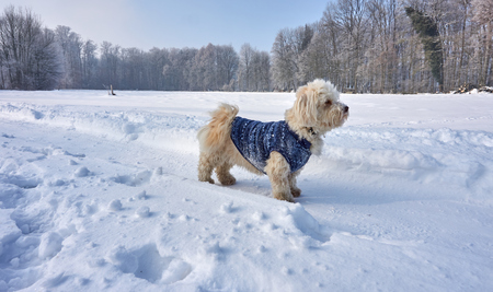 Havanese dog with blue coat in beautiful winter landscape with white snowの写真素材