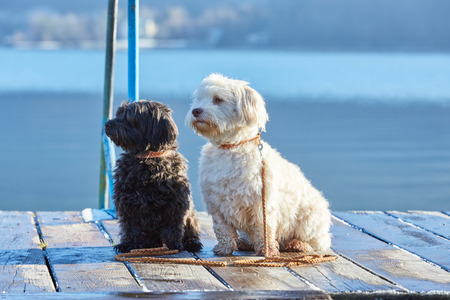 Havanese dogs on pier at lake Attersee in Unterach in the morningの写真素材