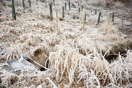 Frost and ice on plants in winter covered in iceの写真素材
