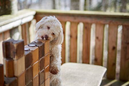 Clever havanese dog taking cookie from pile of woodの写真素材