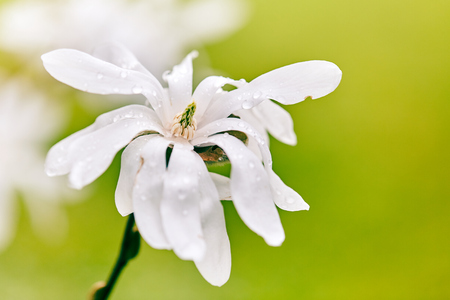 Blossom flowers of white magnolia tree in spring with water dropsの写真素材