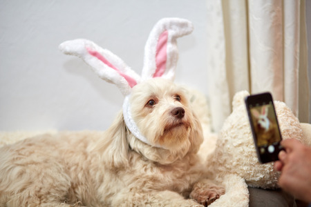 Taking photo of Havanese dog with funny easter bunny ears with smartphone mobile phoneの写真素材