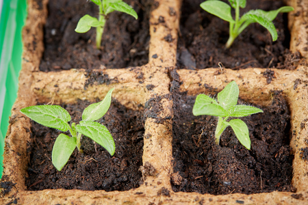 Growing tomato seedlings young plants at homeの写真素材