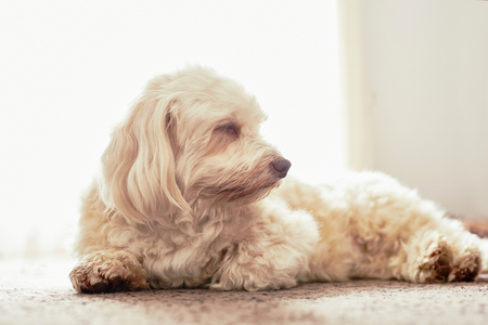 Havanese dog snoozing on the carpet on the floor in the living room in high keyの写真素材